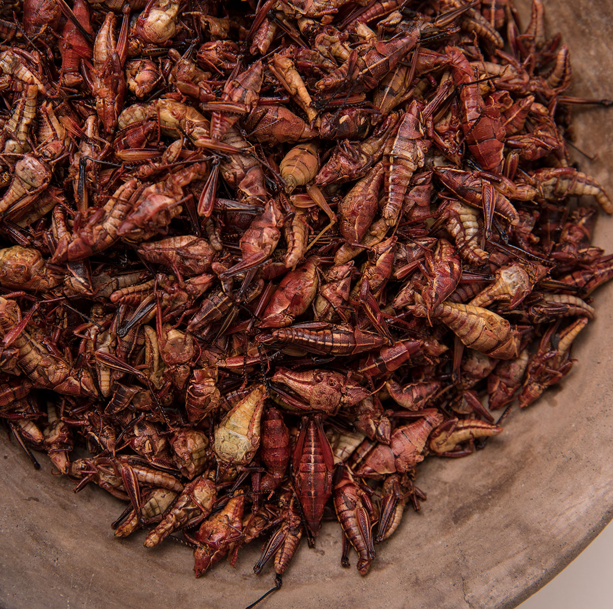 Chapulines